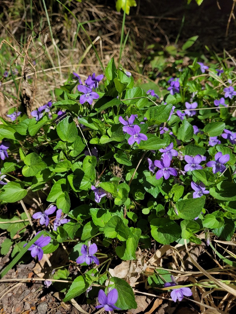 Viola × bavarica photo 6