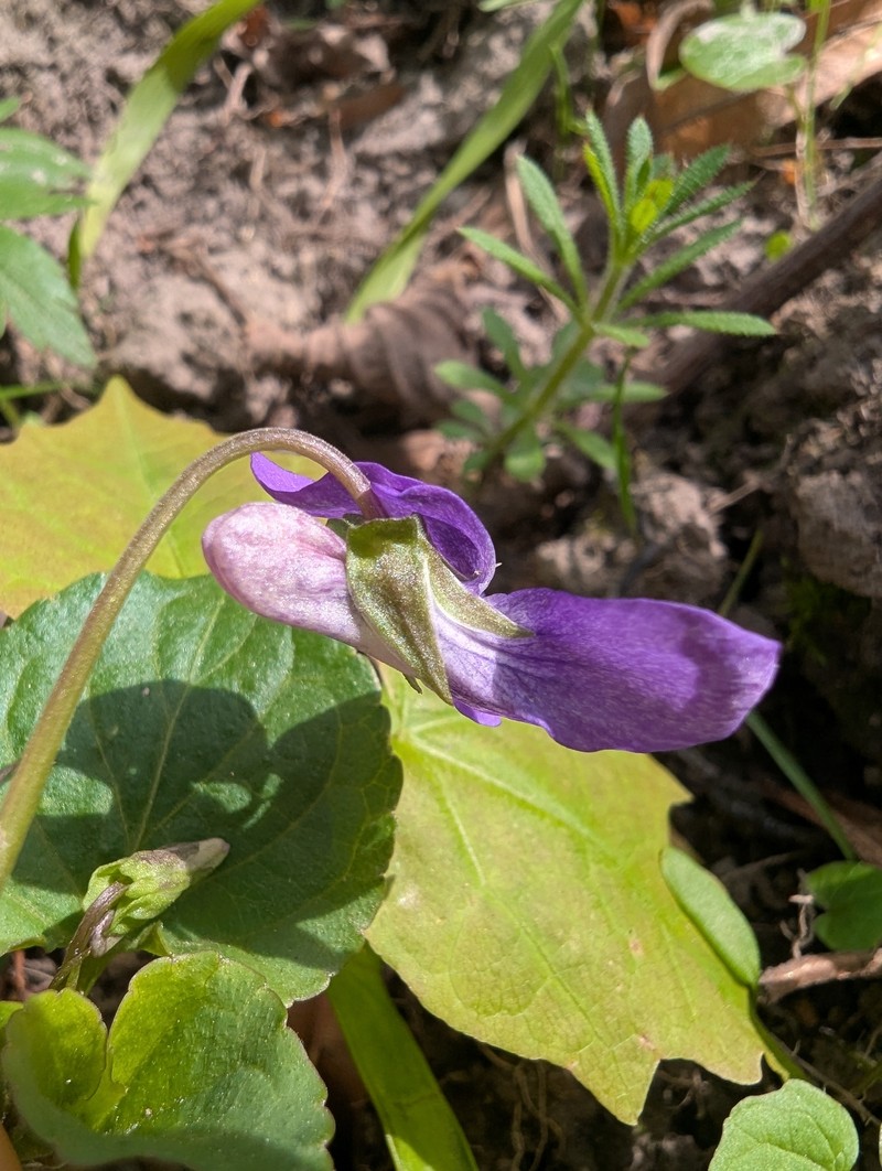 Viola × bavarica photo 7