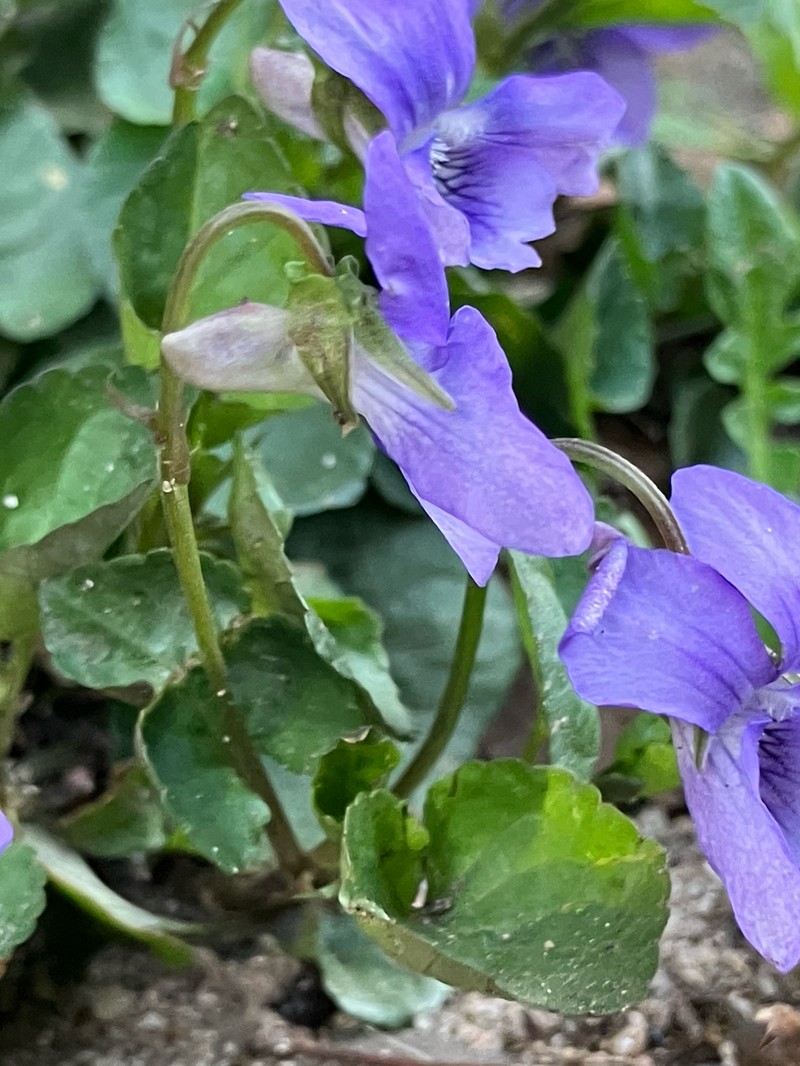 Viola × bavarica photo 8