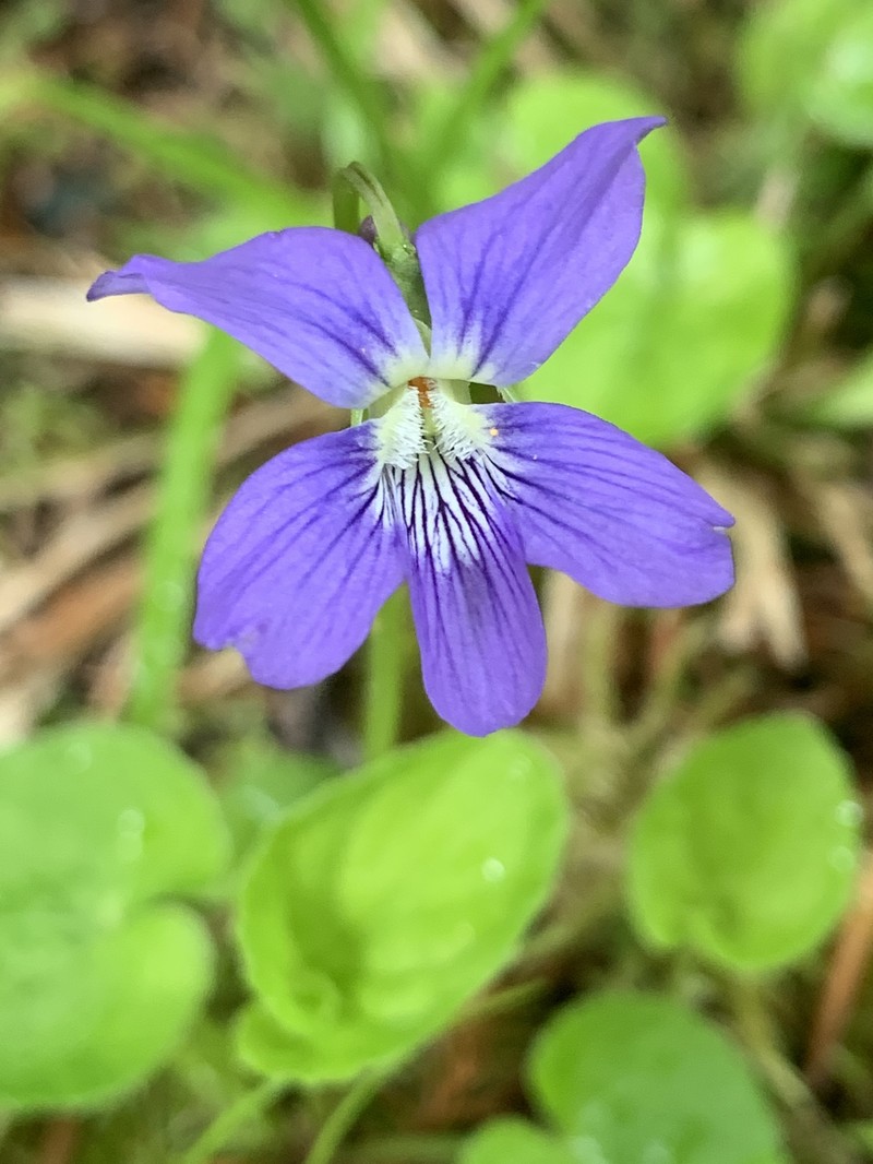 hybrid violet
