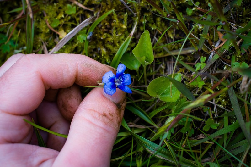 hybrid violet photo 2