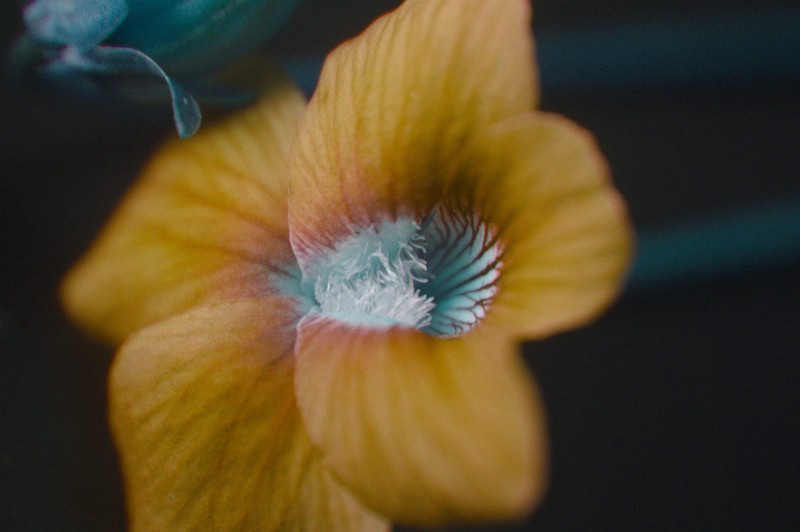hybrid violet photo 3