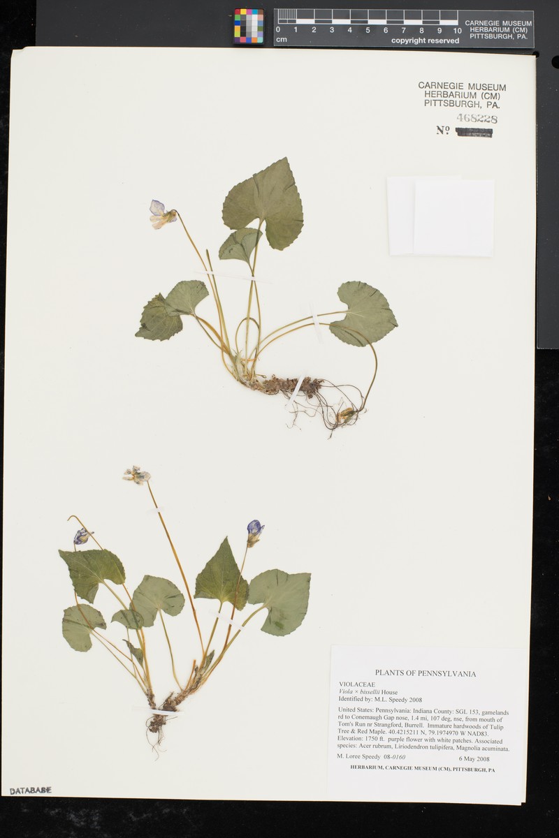 hybrid violet photo 4