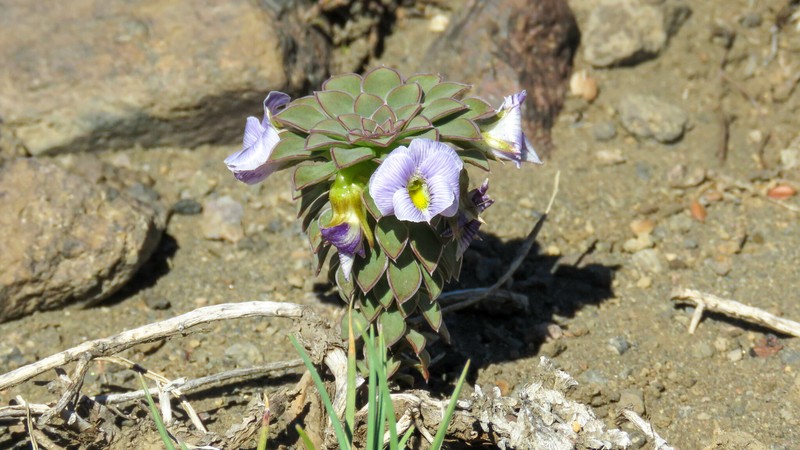 Viola × blaxlandiae