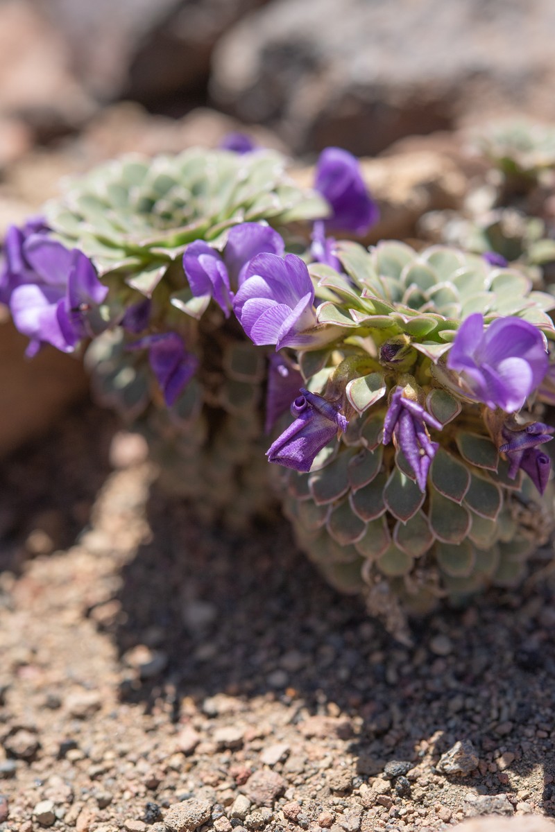 Viola × blaxlandiae photo 2