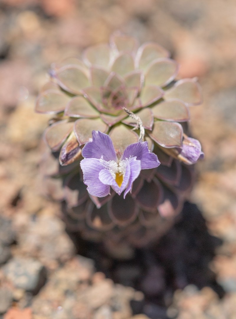 Viola × blaxlandiae photo 3