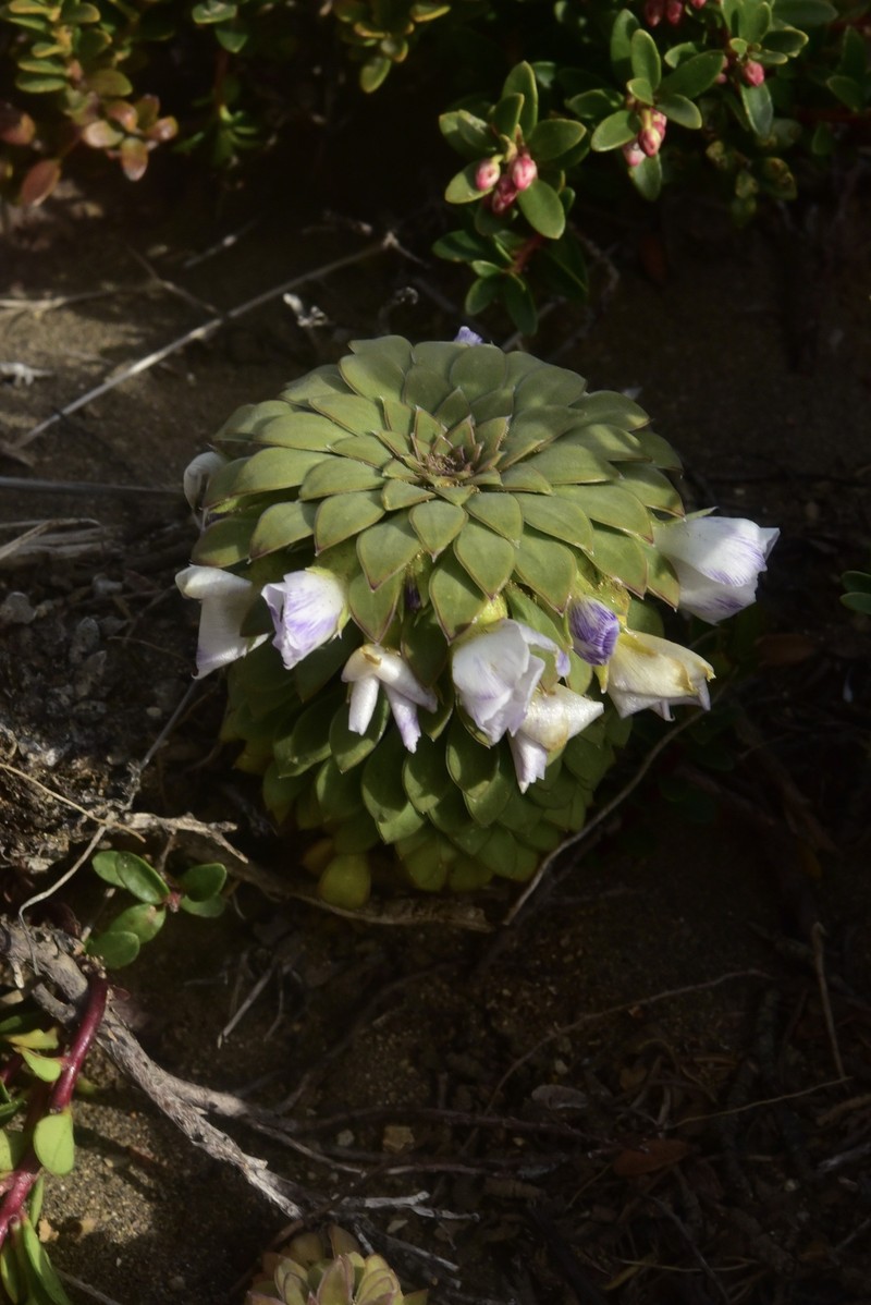 Viola × blaxlandiae photo 5