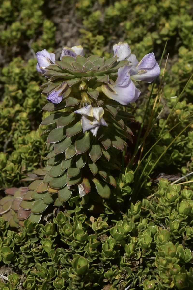Viola × blaxlandiae photo 7