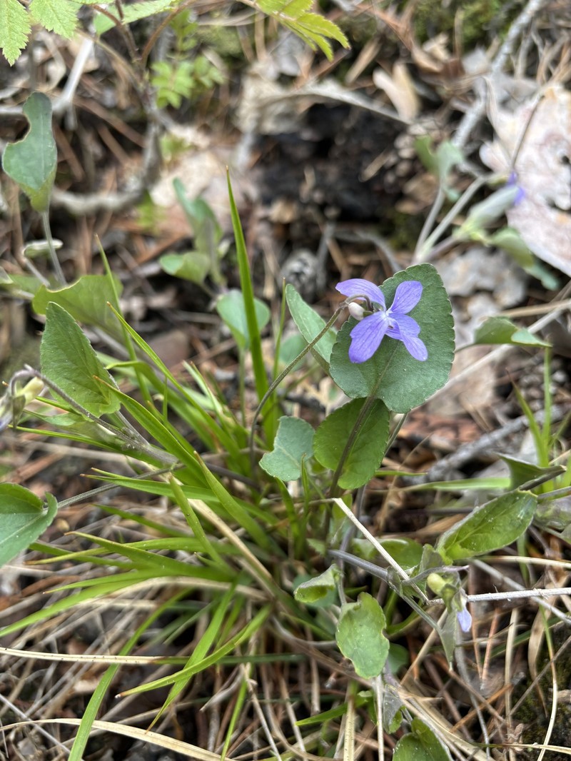 Viola × braunii