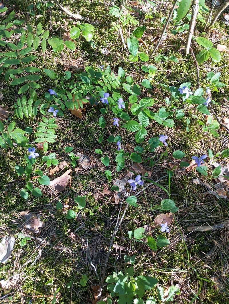 Viola × braunii photo 5