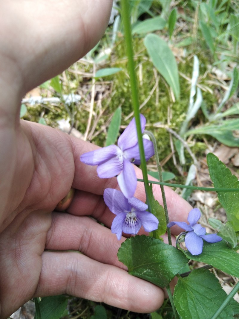 Viola × braunii photo 6