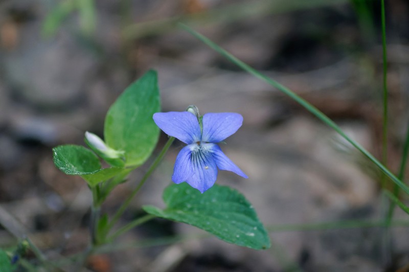 Viola × braunii photo 7
