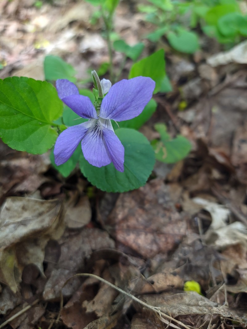 Viola × burnatii