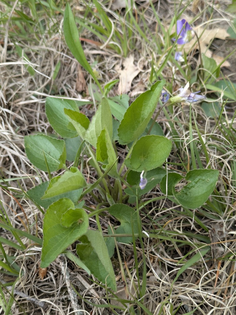 hybrid violet