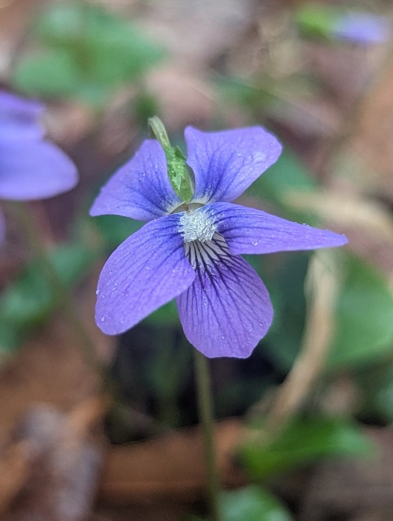 hybrid violet