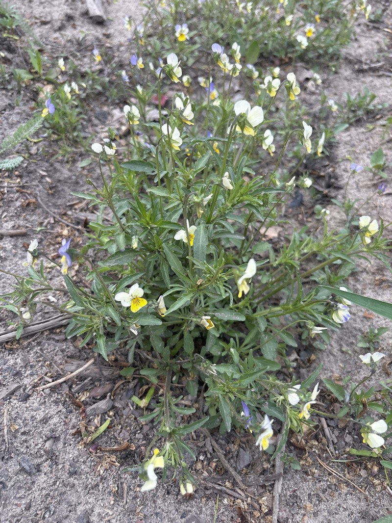 Viola × contempta