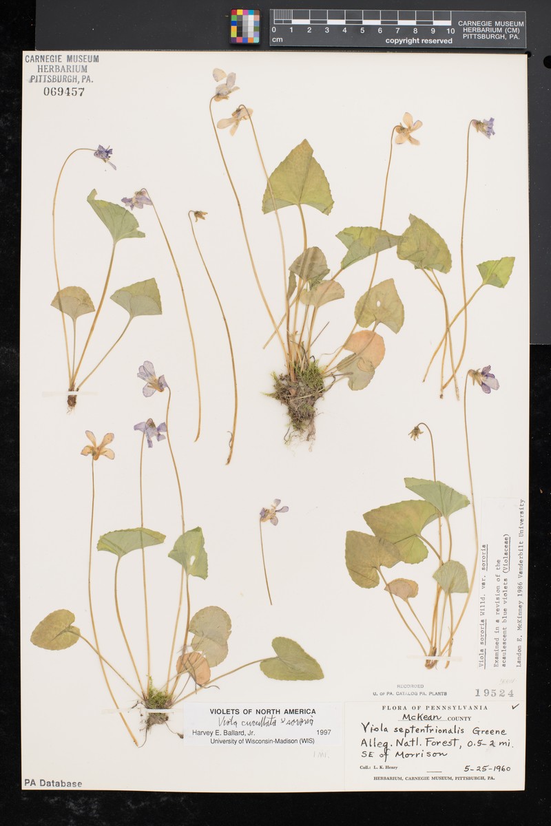 Viola × conturbata