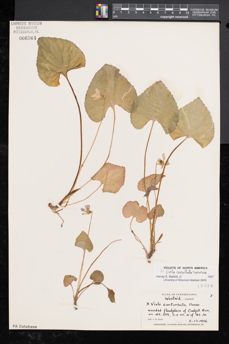 Viola × conturbata photo 3