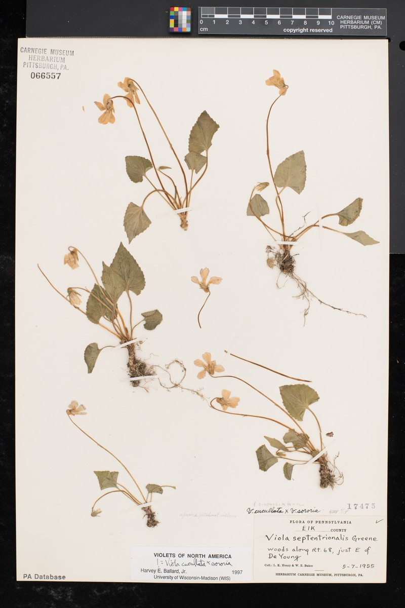 Viola × conturbata photo 4