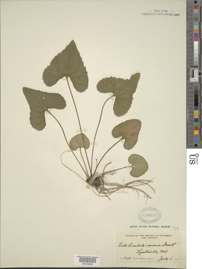 hybrid violet photo 5