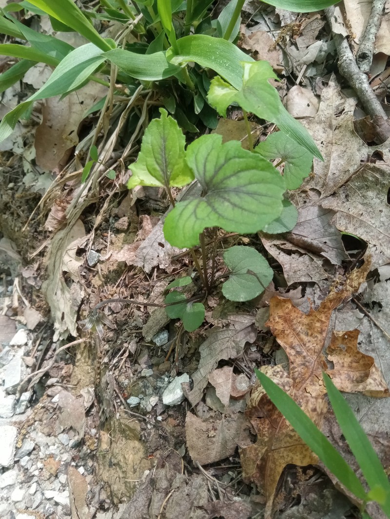 hybrid violet