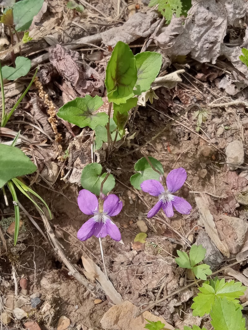 hybrid violet photo 2