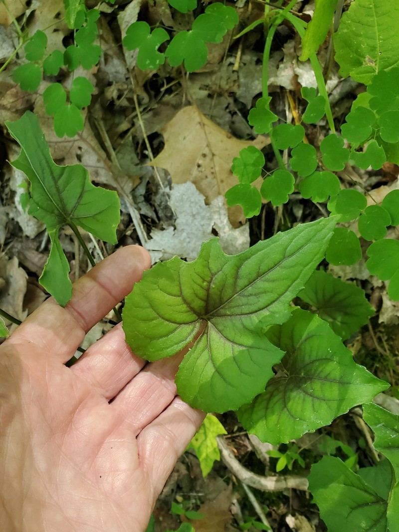 hybrid violet photo 3
