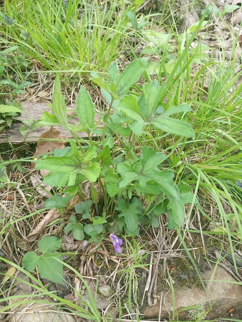 hybrid violet photo 4