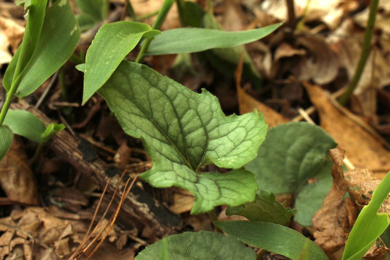 hybrid violet photo 5