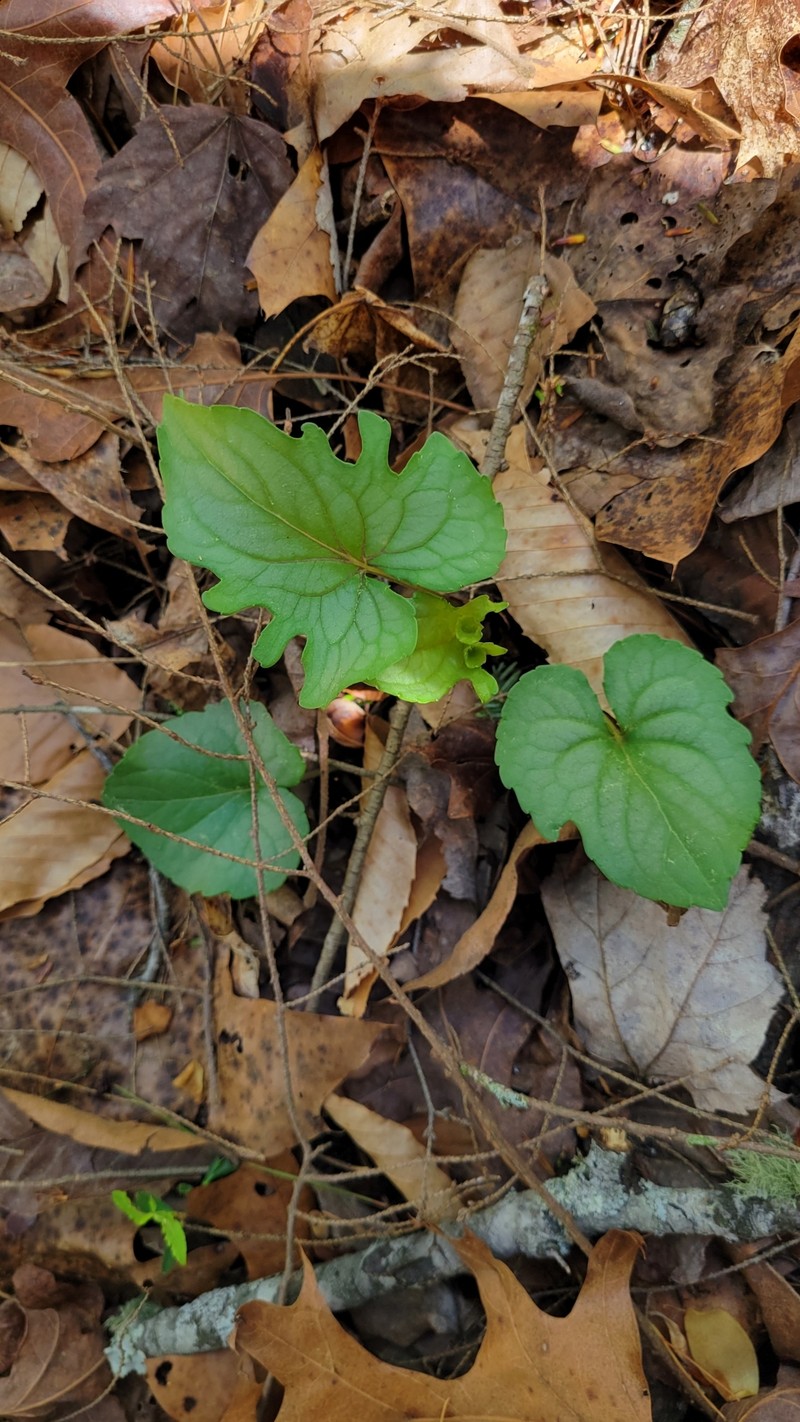 hybrid violet photo 6