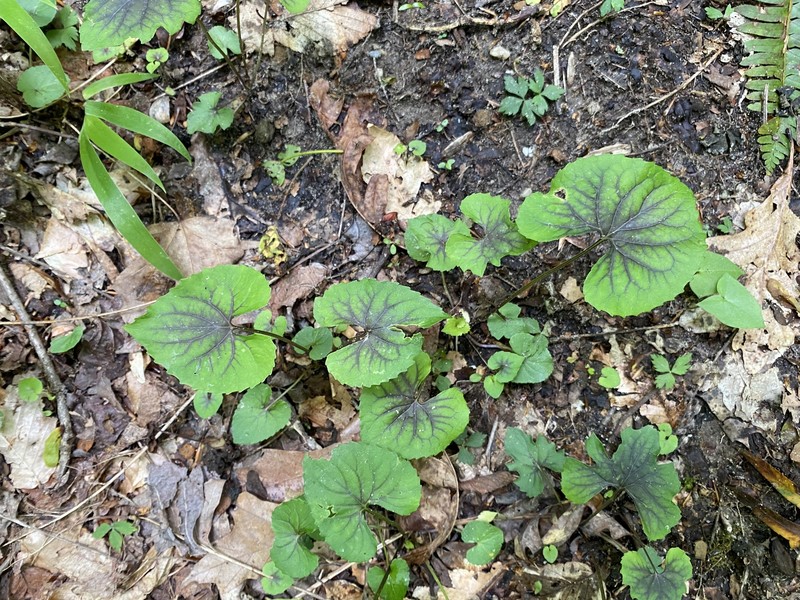 hybrid violet photo 7