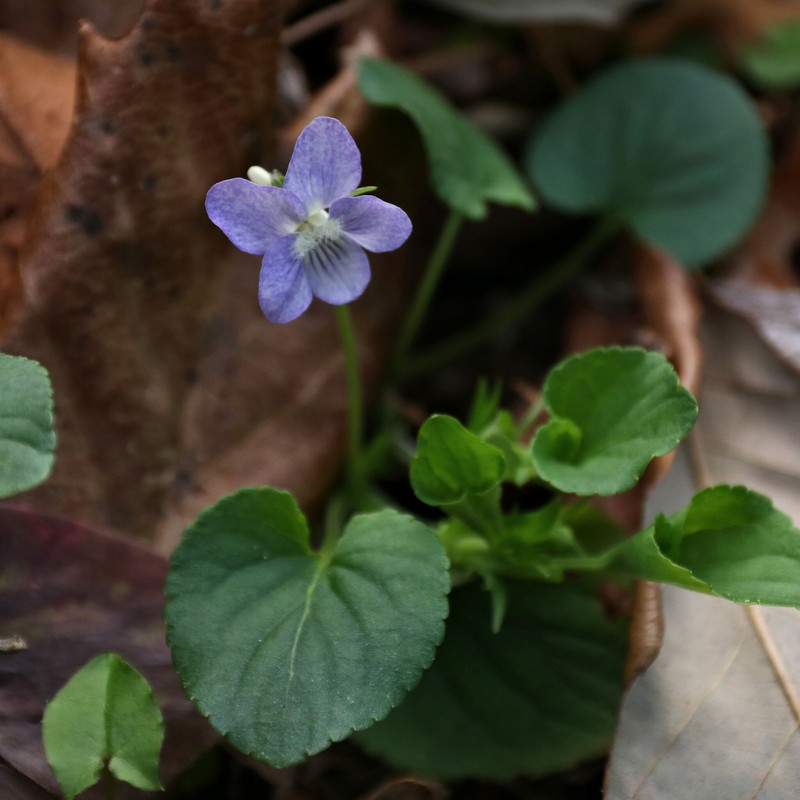 Viola × eclipes