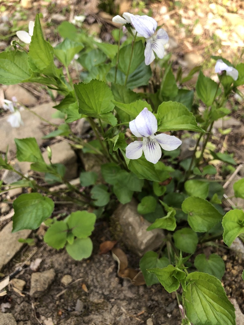Viola × eclipes photo 2