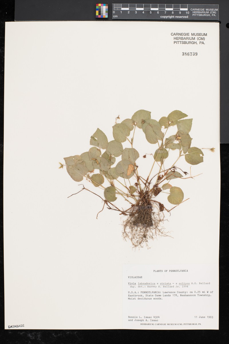 Viola × eclipes photo 5