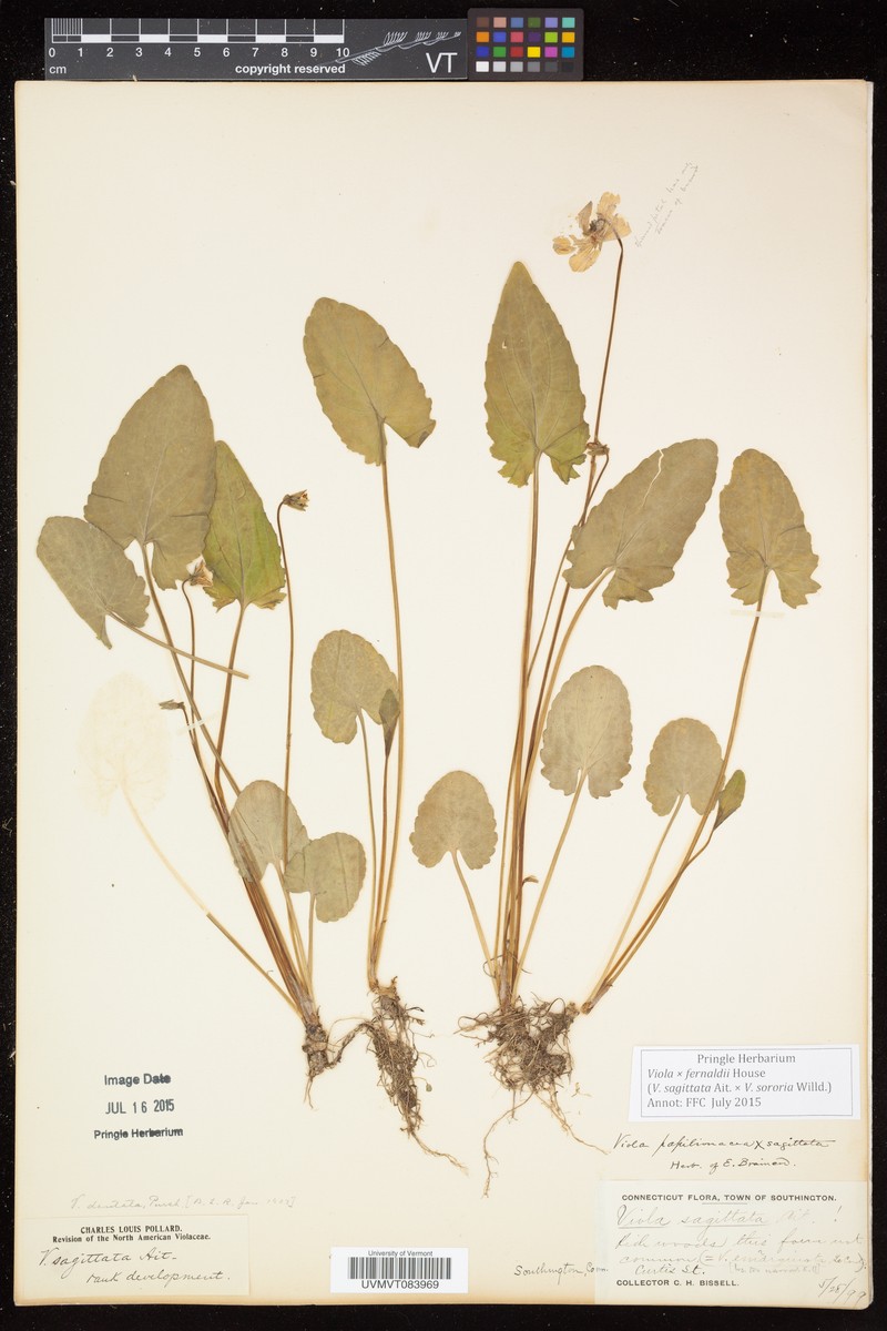 Viola × fernaldii
