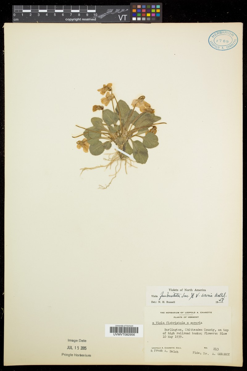 Viola × fernaldii photo 3