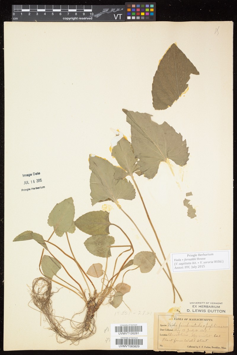Viola × fernaldii photo 4