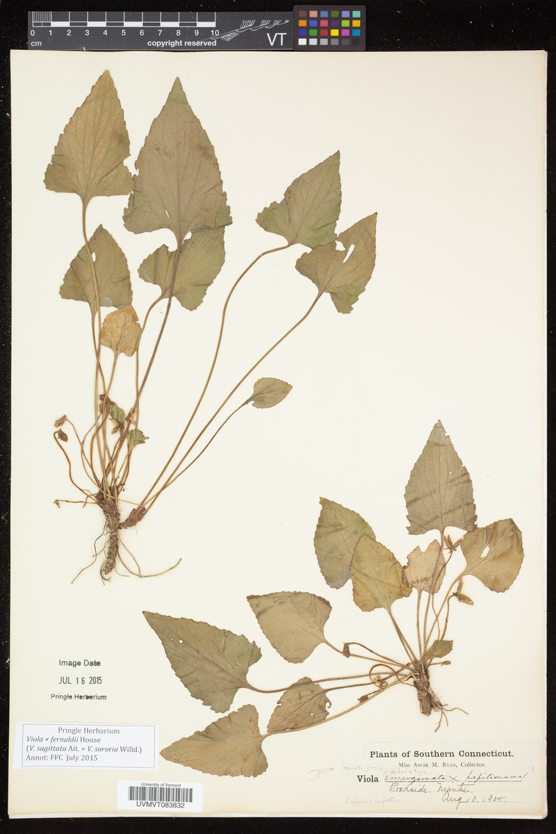 Viola × fernaldii photo 8
