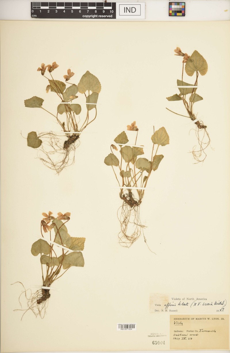 hybrid violet