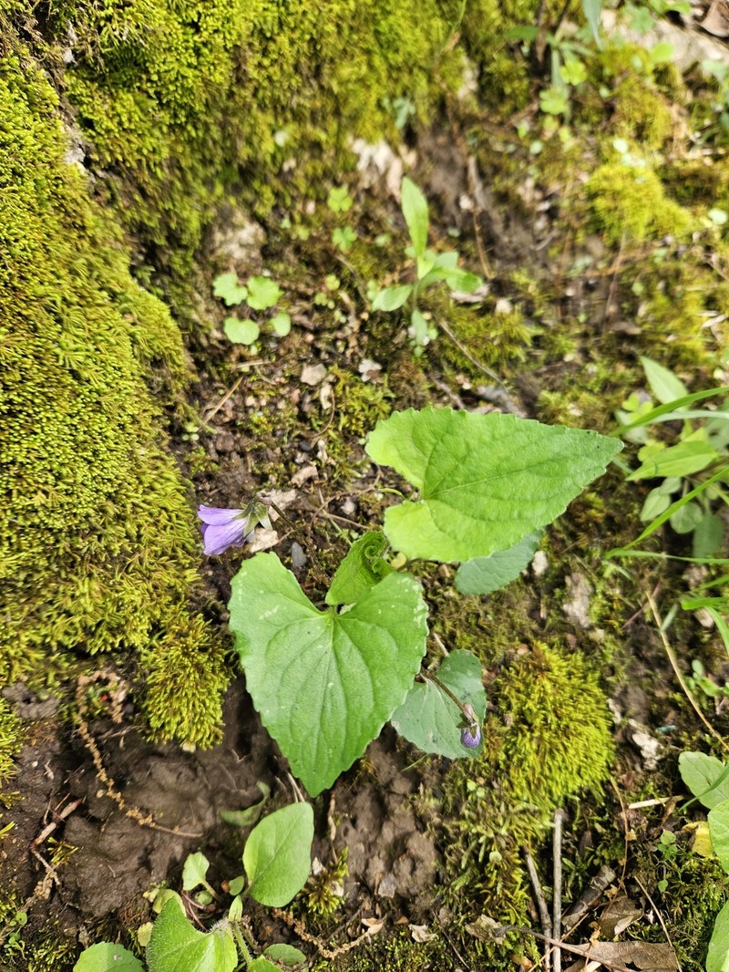 hybrid violet photo 3