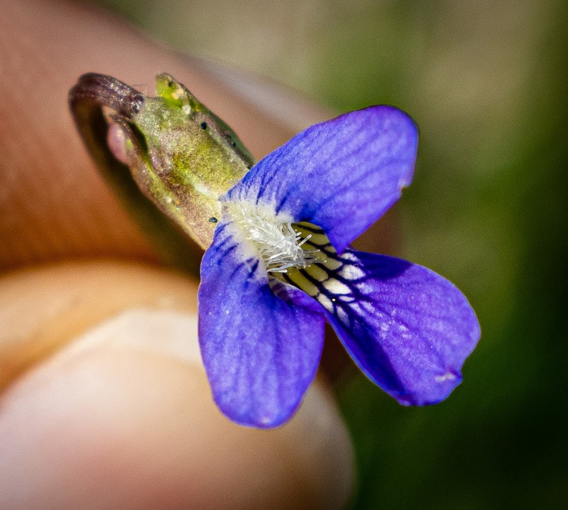 hybrid violet