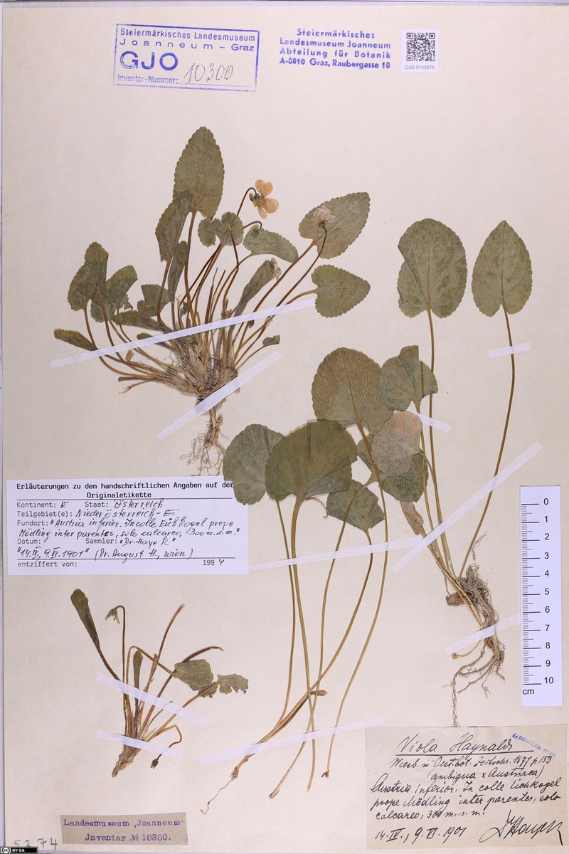 Viola × haynaldii