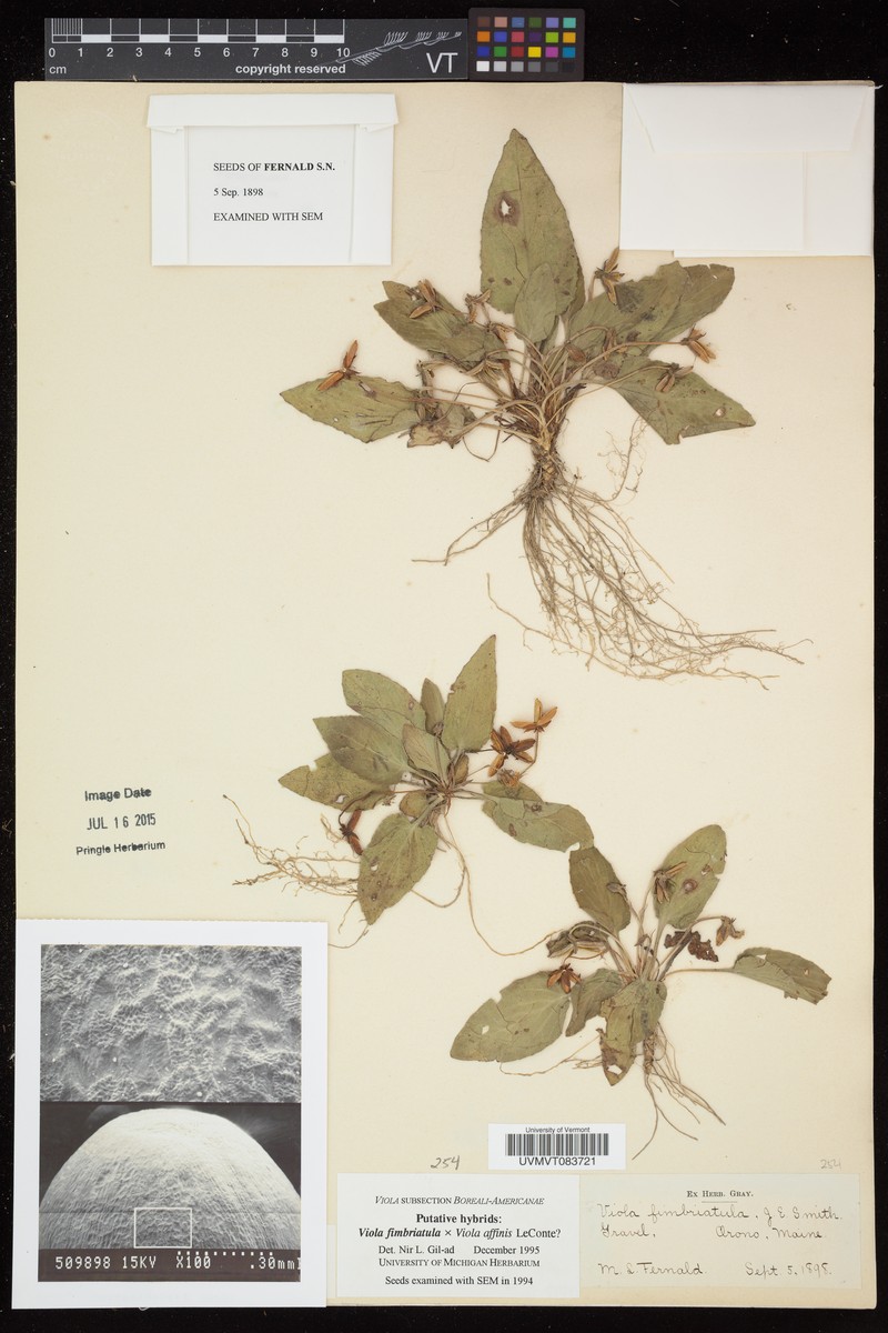 hybrid violet