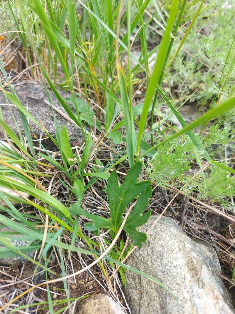 Viola × incissecta