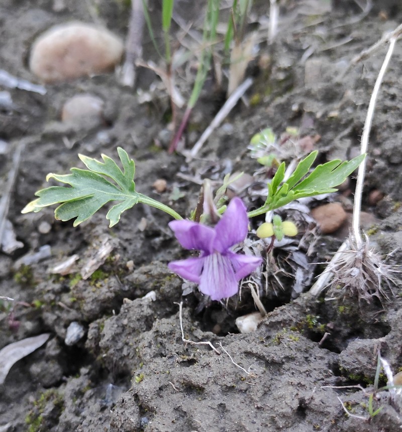 Viola × incissecta photo 7
