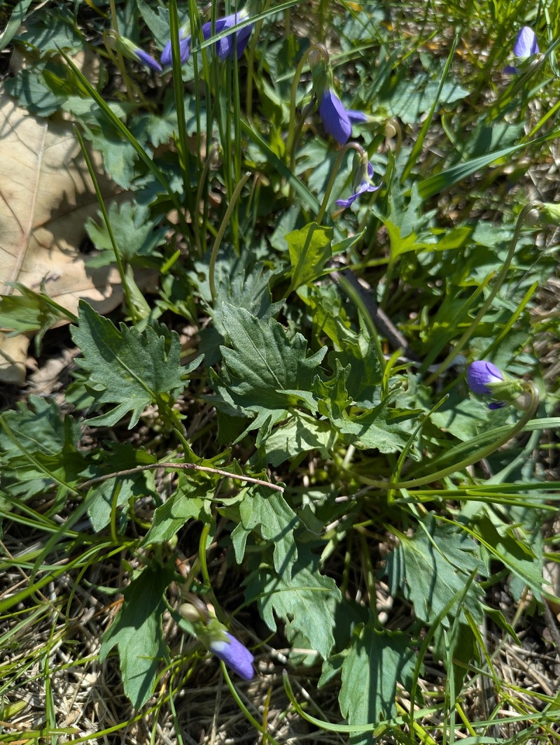 Viola × indivisa