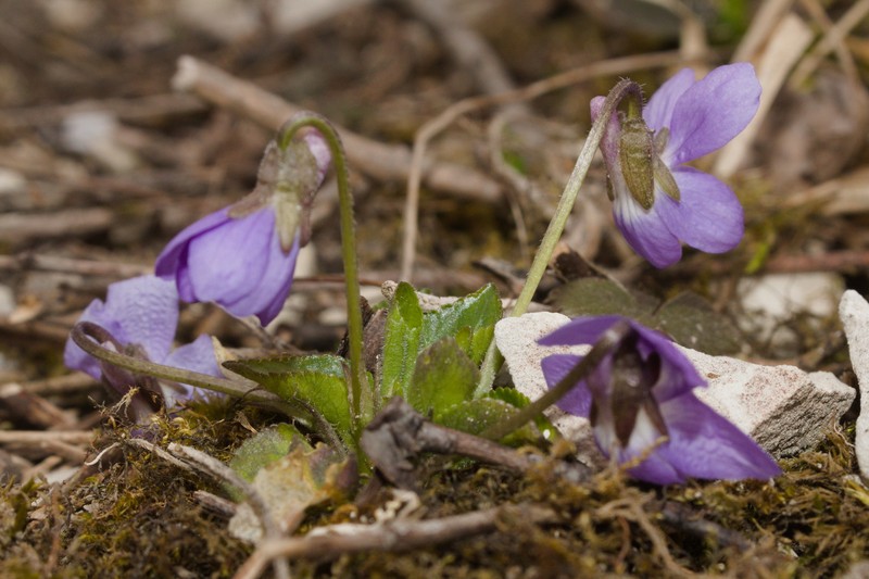 Viola × interjecta
