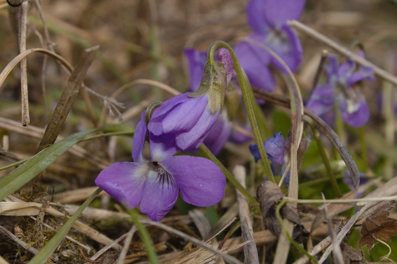 Viola × interjecta photo 2