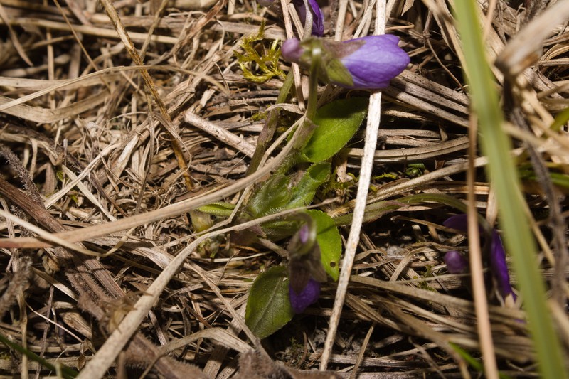 Viola × interjecta photo 3