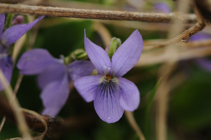 Viola × interjecta photo 5